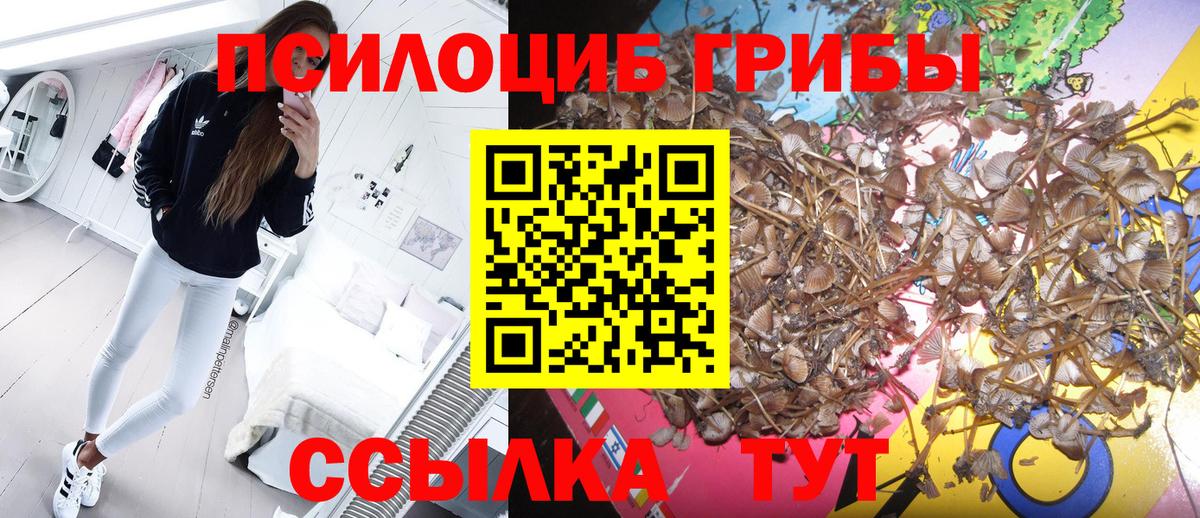 Галлюциногенные грибы MAGIC MUSHROOMS  Вход с VPN  Гатчина  Галлюциногенные грибы Cubensis 